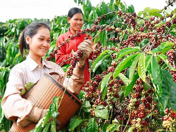 Lễ hội cà phê Buôn Ma Thuột - Nét đặc trưng văn hóa du lịch Tây Nguyên