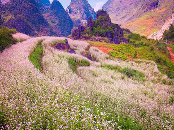 Hà Giang - Mùa hoa tam giác mạch