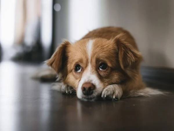 Tuổi Tuất hợp với tuổi nào trong sự nghiệp?