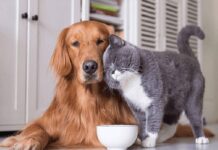Tuổi Tuất hợp với tuổi gì trong tình yêu?