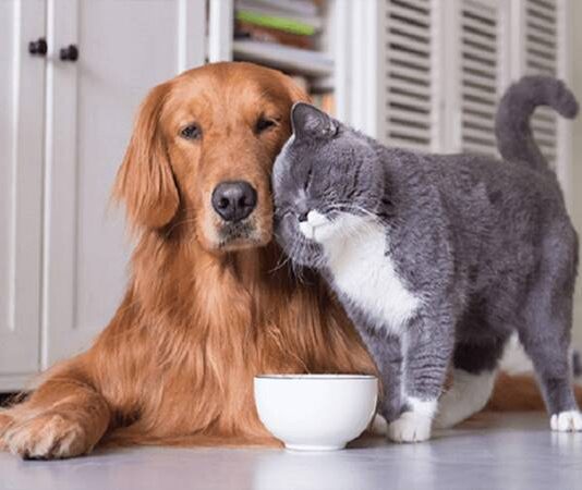 Tuổi Tuất hợp với tuổi gì trong tình yêu?