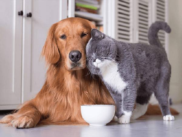 Tuổi Tuất hợp với tuổi gì trong tình yêu?