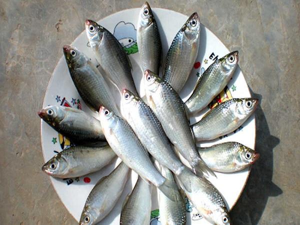 cá linh là Nguyên liệu chính
